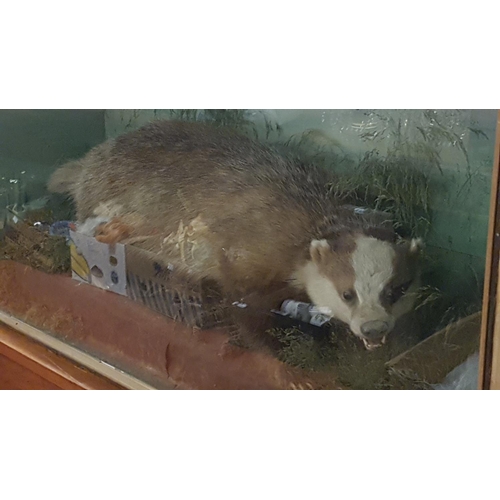 160 - Large Taxidermy European Brown Badger in Glass Front Display Case.