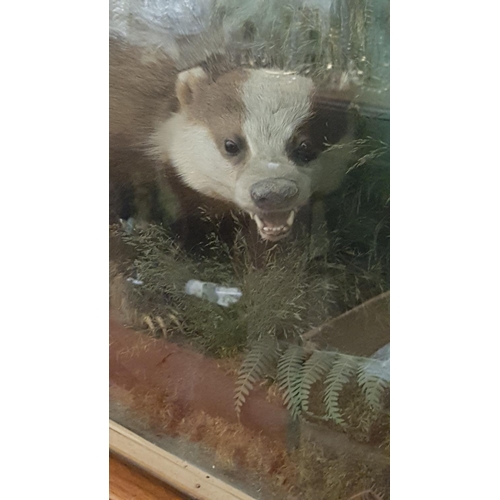 160 - Large Taxidermy European Brown Badger in Glass Front Display Case.