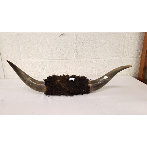 205 - Pair of Vintage Bison Horns - approx 29