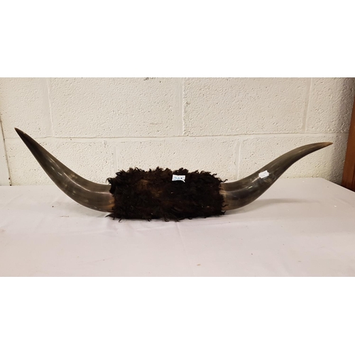 205 - Pair of Vintage Bison Horns - approx 29