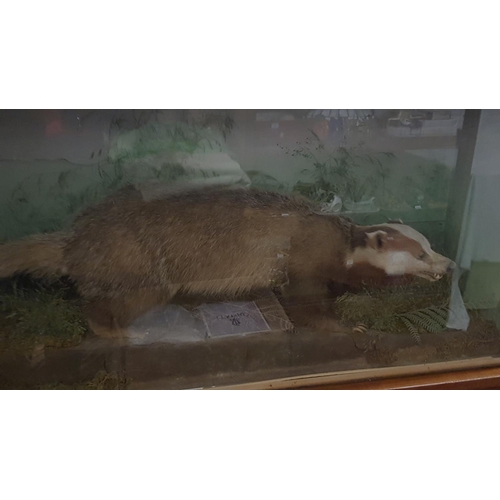 609 - Large Taxidermy European Brown Badger in Glass Front Display Case.