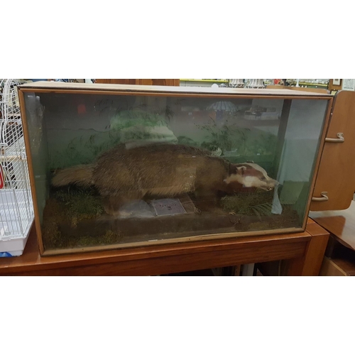 609 - Large Taxidermy European Brown Badger in Glass Front Display Case.