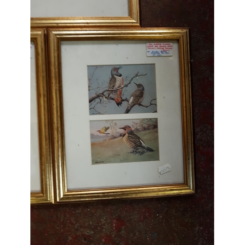 465 - Three Framed Bird Scene Ornithological Study Prints - Two by Allan Brooks & One George E Lodge.