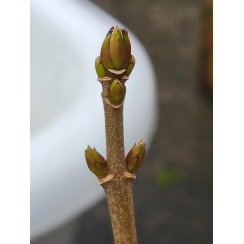 667 - Plastic Barrel Effect Garden Planter with Budding Stick.