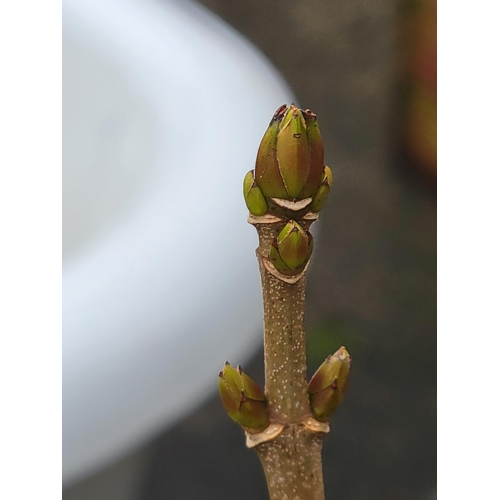 667 - Plastic Barrel Effect Garden Planter with Budding Stick.