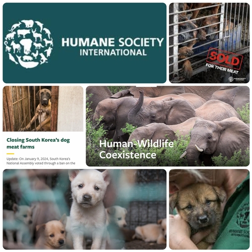 440 - Humane Society International/UK is a leading force for animal protection, with active campaigns to p... 