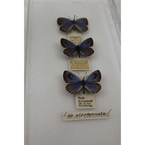 190 - A Series of High Quality Specialist Butterfiles Ex.Collection of David L Keningale THE LARGE BLUE (M... 