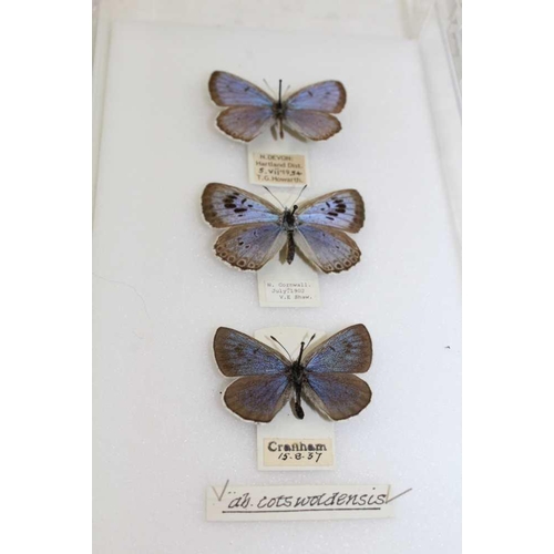 191 - THE LARGE BLUE (M.arion) male, ab.alconides, N.Devon, Hartland Dist, 5.VII.1954, T G Howarth female,... 