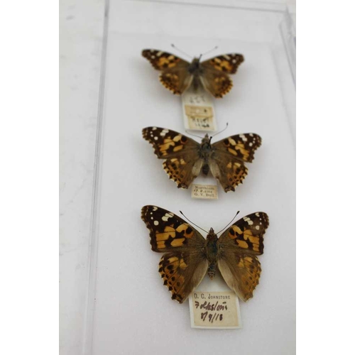 193 - THE PAINTED LADY (V.Cardui), 3 exceptional wild capture aberrations. Male, hindwings ab.olbiterata, ... 