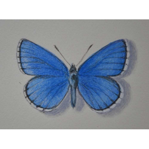 196 - A RARE ORIGINAL WATERCOLOUR PLATE illustrating the Adonis Blue (L.bellargus) by A D A Russwurm depic... 