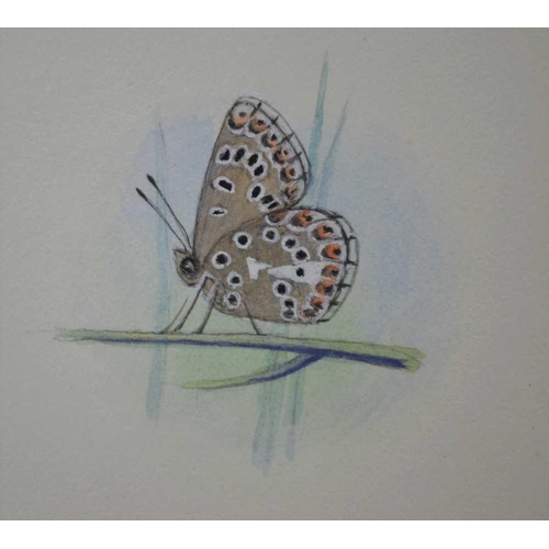 196 - A RARE ORIGINAL WATERCOLOUR PLATE illustrating the Adonis Blue (L.bellargus) by A D A Russwurm depic... 