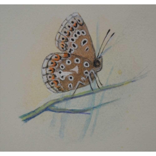 196 - A RARE ORIGINAL WATERCOLOUR PLATE illustrating the Adonis Blue (L.bellargus) by A D A Russwurm depic... 