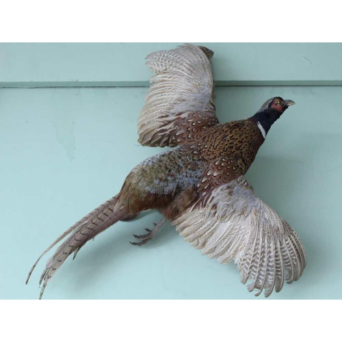 197 - A PAIR OF TAXIDERMY OPEN MOUNTED WALL HANGING COCK & HEN PHEASANTS, each mounted on a bare branch ... 