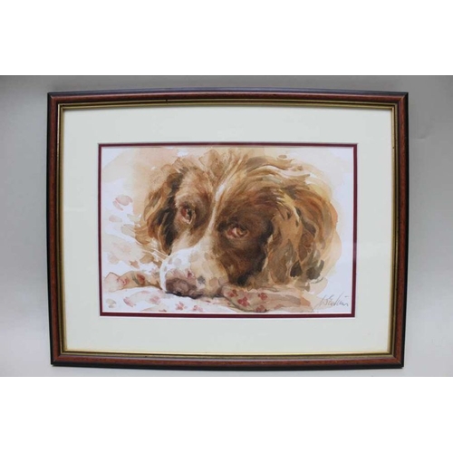 320 - W E Nims - A Resting Springer Spaniel, watercolour, signed, 19.5cm x 29.5cm, mounted in a wood & gil... 