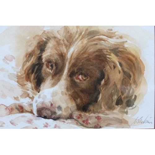 320 - W E Nims - A Resting Springer Spaniel, watercolour, signed, 19.5cm x 29.5cm, mounted in a wood & gil... 