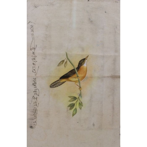 103 - Three ornithological watercolour studies, 26cm x 16cm, on what appears to be painted on pages from a... 