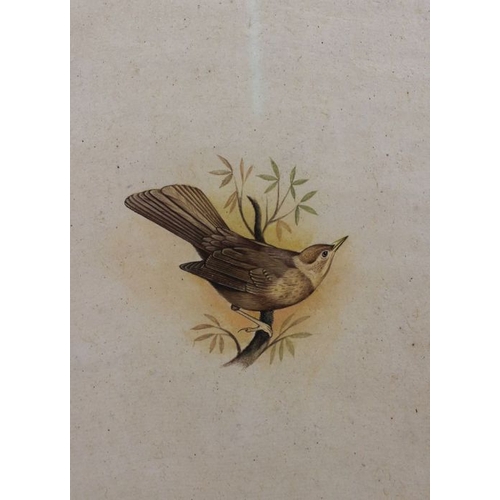 103 - Three ornithological watercolour studies, 26cm x 16cm, on what appears to be painted on pages from a... 