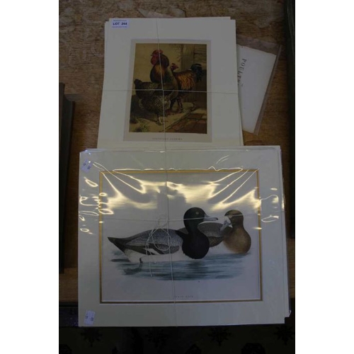 244 - A selection of unframed mounted prints of poultry, game birds & ducks (12)