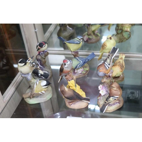 205 - A collection of Royal Worcester birds - funds going to the Turkish Earthquake appeal.