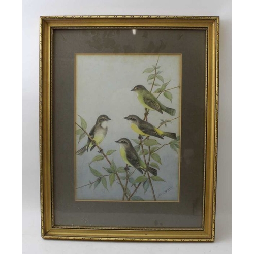 114 - Neville William Cayley (Australian 1886-1950) three framed watercolour paintings of birds, 35cm x 25... 