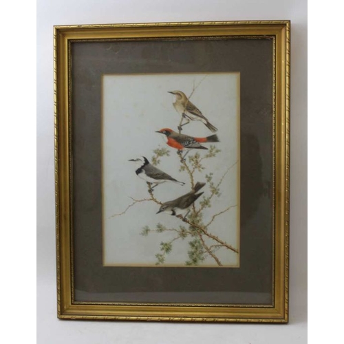 114 - Neville William Cayley (Australian 1886-1950) three framed watercolour paintings of birds, 35cm x 25... 