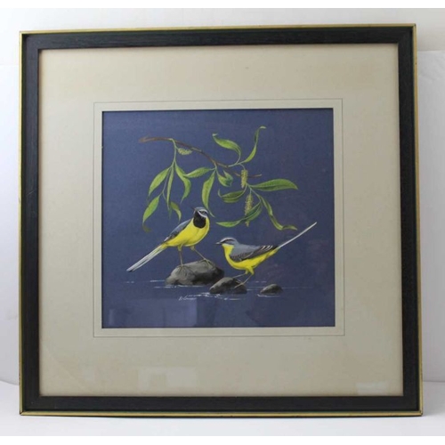 102 - Vic Grainger - Study of grey wagtails in a naturalistic river scape, watercolour and gouache, signed... 