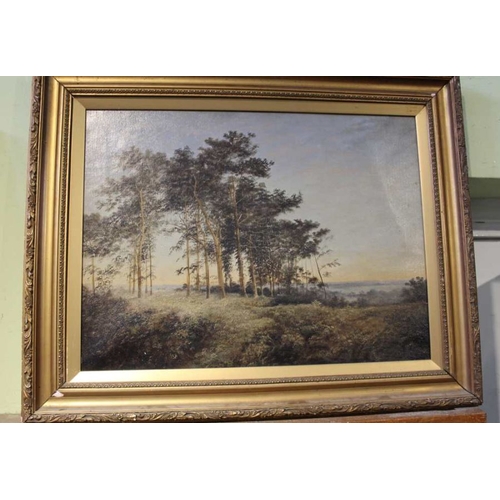 230 - An original oil on canvas study of a woodland scene, 45cm x 59cm, gilt framed