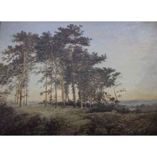 230 - An original oil on canvas study of a woodland scene, 45cm x 59cm, gilt framed