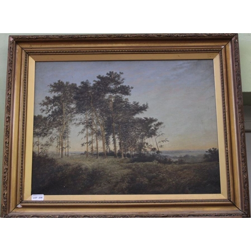 230 - An original oil on canvas study of a woodland scene, 45cm x 59cm, gilt framed