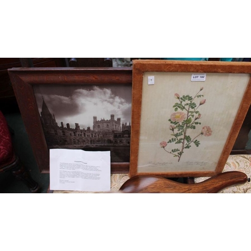 182 - A velvet framed Redoute rose together with an oak framed photograph of Tom Quad in Christchurch, Oxf... 