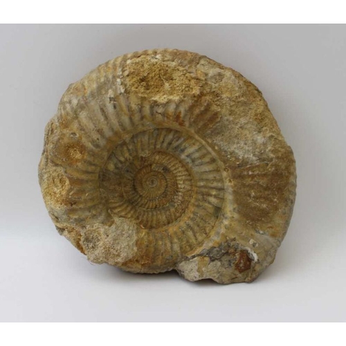 294 - An ammonite 17cm x 15cm, together with a trilobite with stone surround, 15cm