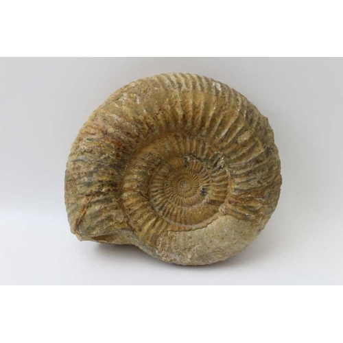 294 - An ammonite 17cm x 15cm, together with a trilobite with stone surround, 15cm