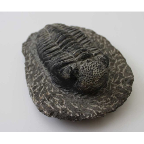 294 - An ammonite 17cm x 15cm, together with a trilobite with stone surround, 15cm