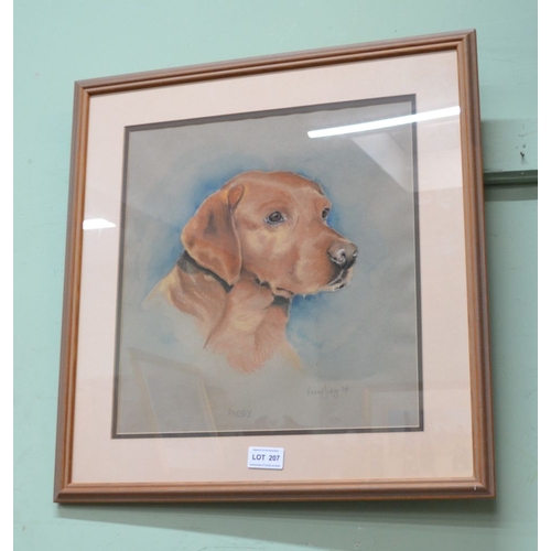 207 - Rachel Judge, 20th century British - portrait study of a fox red Labrador, mixed media, signed, titl... 