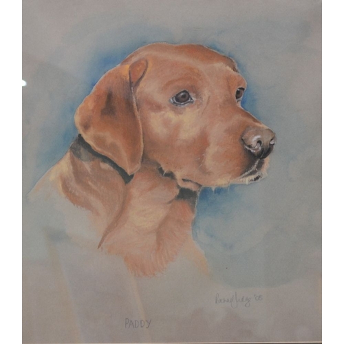 207 - Rachel Judge, 20th century British - portrait study of a fox red Labrador, mixed media, signed, titl... 