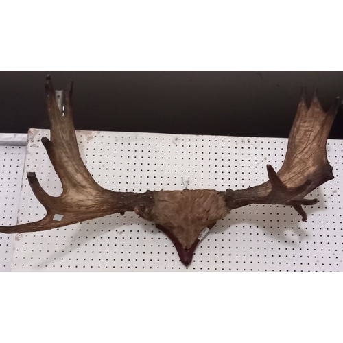 287 - A wall hanging pair of possibly Elk antlers