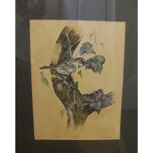 4 - Peter J Rowles Chapman - A Tree Sparrow perched on ivy with Red Admiral Butterfly, watercolour, sign... 