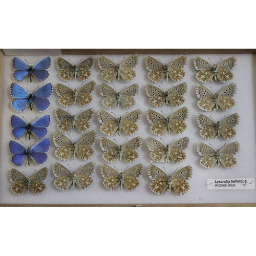 1 - Series of 24 Adonis Blue (L. bellargus) male, upper and underside variation, bred, Moray France, Aug... 