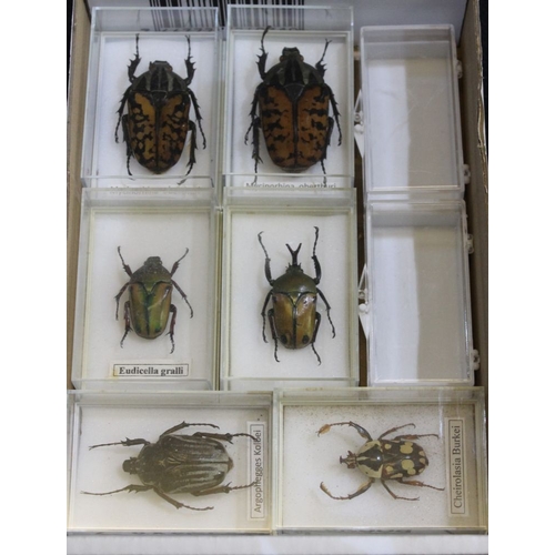 2 - Box set of 6 exotic beetles: Latin named and displayed in individual clear cases