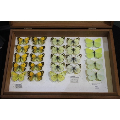 9 - A colourful display of butterflies housed in wooden Entomological  store box: series of 10 clouded y... 