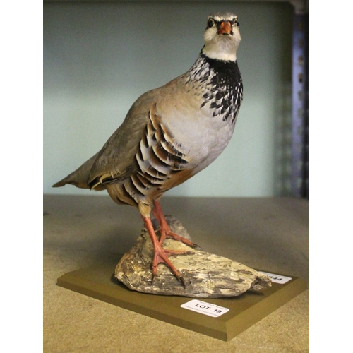 19 - David L. Keningale (taxidermist, Warwickshire), a well modelled 