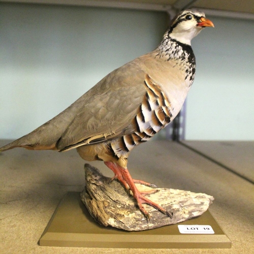 19 - David L. Keningale (taxidermist, Warwickshire), a well modelled 