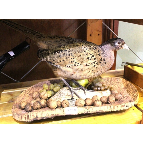 40 - David L. Keningale (taxidermist, Warwickshire), a well modelled and displayed Hen Pheasant, fashione... 