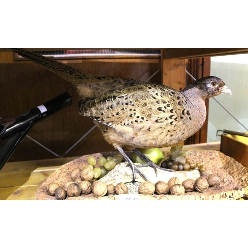 40 - David L. Keningale (taxidermist, Warwickshire), a well modelled and displayed Hen Pheasant, fashione... 