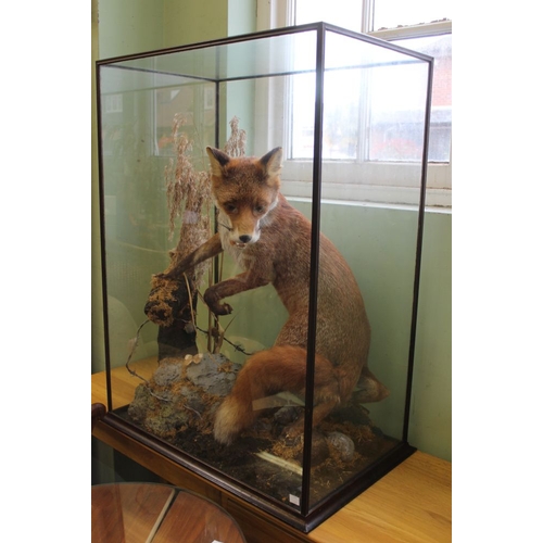 171 - A fine specimen of a taxidermy standing fox in glass case