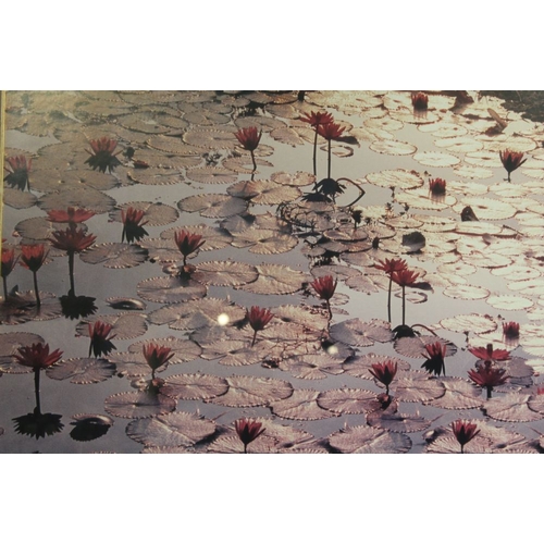 173 - A large modern photographic print of a lotus pond