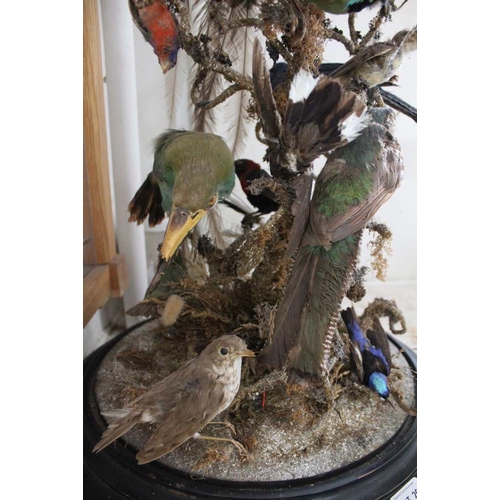 A varied selection of taxidermy birds on a naturalistic mount (would ...