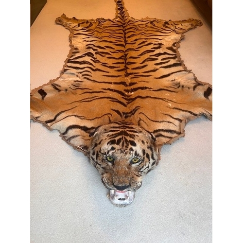 36 - A Bengal Tiger Skin brought back from India in the 1920's, skin measures nose to tail 314cm x 190cm ... 