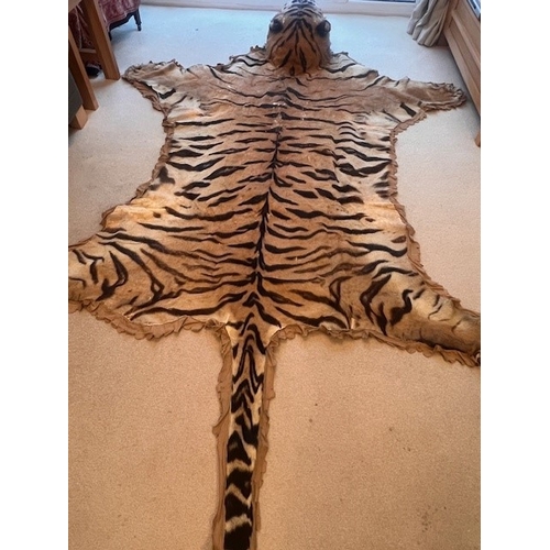 36 - A Bengal Tiger Skin brought back from India in the 1920's, skin measures nose to tail 314cm x 190cm ... 