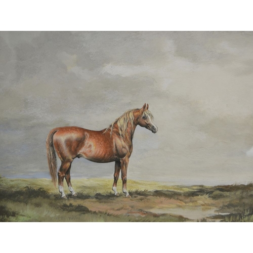 284 - Andrew Alexander, Study of a Grey Gelding in a landscape, gouache, signed & dated 1970, 28cm x 35.5c... 